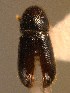  (Pityophthorus lapponicus - BHJ309)  @13 [ ] No Rights Reserved (2012) Unspecified University Museum of Bergen, Natural History Collections