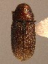  ( - BHJ312)  @12 [ ] No Rights Reserved (2012) Unspecified University Museum of Bergen, Natural History Collections