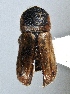  ( - BHJ314)  @13 [ ] No Rights Reserved (2012) Unspecified University Museum of Bergen, Natural History Collections