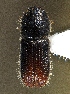  (Orthotomicus golovjankoi - BHJ323)  @14 [ ] No Rights Reserved (2012) Unspecified University Museum of Bergen, Natural History Collections