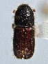  (Orthotomicus nobilis - BHJ333)  @11 [ ] No Rights Reserved (2012) Unspecified University Museum of Bergen, Natural History Collections