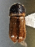  ( - BHJ340)  @13 [ ] No Rights Reserved (2012) Unspecified University Museum of Bergen, Natural History Collections