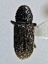  (Hylastes cunicularius - BHJ344)  @13 [ ] No Rights Reserved (2012) Unspecified University Museum of Bergen, Natural History Collections