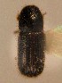  ( - BHJ42)  @11 [ ] No Rights Reserved (2012) Unspecified University Museum of Bergen, Natural History Collections