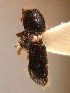  (Taphrorychus sp. nov - BHJ63)  @12 [ ] No Rights Reserved (2012) Unspecified University Museum of Bergen, Natural History Collections