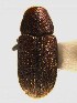  ( - BHJ66)  @11 [ ] No Rights Reserved (2012) Unspecified University Museum of Bergen, Natural History Collections