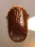  ( - BHJ67)  @12 [ ] No Rights Reserved (2012) Unspecified University Museum of Bergen, Natural History Collections