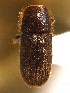  ( - BHJ71)  @11 [ ] No Rights Reserved (2012) Unspecified University Museum of Bergen, Natural History Collections
