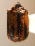  ( - BHJ72)  @12 [ ] No Rights Reserved (2012) Unspecified University Museum of Bergen, Natural History Collections