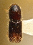  (Orthotomicus robustus - BHJ8)  @12 [ ] No Rights Reserved (2012) Unspecified University Museum of Bergen, Natural History Collections