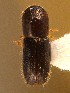  (Xyleborinus - BHJ84)  @14 [ ] No Rights Reserved (2012) Unspecified University Museum of Bergen, Natural History Collections