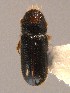  (Pityophthorus sp. C - BHJ85)  @14 [ ] No Rights Reserved (2012) Unspecified University Museum of Bergen, Natural History Collections
