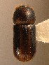  ( - BHJ87)  @13 [ ] No Rights Reserved (2012) Unspecified University Museum of Bergen, Natural History Collections