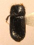  ( - BHJ88)  @13 [ ] No Rights Reserved (2012) Unspecified University Museum of Bergen, Natural History Collections
