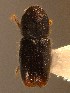  (Pityogenes knechteli - BHJ89)  @11 [ ] No Rights Reserved (2012) Unspecified University Museum of Bergen, Natural History Collections