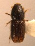  (Orthotomicus suturalis - BHJ90)  @13 [ ] No Rights Reserved (2012) Unspecified University Museum of Bergen, Natural History Collections
