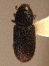  ( - BHJ91)  @12 [ ] No Rights Reserved (2012) Unspecified University Museum of Bergen, Natural History Collections