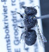  ( - O_globicola_MK3)  @13 [ ] No Rights Reserved (2014) Denis Michez University of Mons