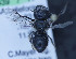 ( - O_spec2T3_MK1)  @11 [ ] No Rights Reserved (2014) Denis Michez University of Mons