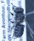  ( - O_spec13_MK1)  @12 [ ] No Rights Reserved (2014) Denis Michez University of Mons