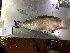  (Epinephelus morio - OGL-L264-E29197)  @11 [ ] CreativeCommons  Attribution (by) (2018) Unspecified Ocean Genome Legacy