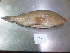  ( - OGL-L264-E29201)  @11 [ ] CreativeCommons  Attribution (by) (2018) Unspecified Ocean Genome Legacy