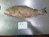  ( - OGL-L264-E29202)  @11 [ ] CreativeCommons  Attribution (by) (2018) Unspecified Ocean Genome Legacy