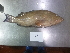  ( - OGL-L264-E29203)  @11 [ ] CreativeCommons  Attribution (by) (2018) Unspecified Ocean Genome Legacy