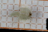  ( - ZMBN150358)  @11 [ ] CreativeCommons-by-nc-sa (2022) UoB University of Bergen, Natural History Collections