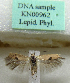  ( - KN00962)  @11 [ ] CreativeCommons - Attribution Non-Commercial (2017) Kari Nupponen Faunatica Oy