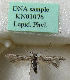  ( - KN01076)  @11 [ ] CreativeCommons - Attribution Non-Commercial (2019) Kari Nupponen Research Collection of K. & T. Nupponen