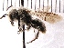  (Andrena cryptanthae - KJH.143)  @14 [ ] Unspecified (default): All Rights Reserved  Unspecified Unspecified