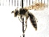 (Andrena pallidifovea - KJH.2436)  @14 [ ] Unspecified (default): All Rights Reserved  Unspecified Unspecified