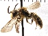  (Andrena auricoma - KJH.330)  @14 [ ] Unspecified (default): All Rights Reserved  Unspecified Unspecified