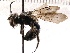  (Andrena cerasifolii - KJH.712)  @14 [ ] Unspecified (default): All Rights Reserved  Unspecified Unspecified