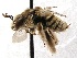  (Anthophorula torticornis - KJH.3003)  @12 [ ] Unspecified (default): All Rights Reserved  Unspecified Unspecified