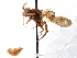  (Nomada SanDiego Red.1 - KJH.148)  @14 [ ] Unspecified (default): All Rights Reserved  Unspecified Unspecified