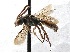  (Nomada SanDiego Sp.1 - KJH.577)  @14 [ ] Unspecified (default): All Rights Reserved  Unspecified Unspecified