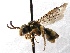  (Nomada SanDiego Ylw.2 - KJH.2710)  @14 [ ] Unspecified (default): All Rights Reserved  Unspecified Unspecified