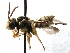  (Nomada SanDiego Ylw.3 - KJH.5762)  @15 [ ] Unspecified (default): All Rights Reserved  Unspecified Unspecified