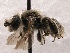  (Dufourea mulleri - KJH.133)  @14 [ ] Unspecified (default): All Rights Reserved  Unspecified Unspecified