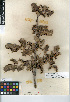  (Berberis aquifolium var. dictyota - CCDB-24935-A08)  @11 [ ] CreativeCommons - Attribution Non-Commercial Share-Alike (2015) SDNHM San Diego Natural History Museum