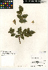  (Berberis pinnata - CCDB-24935-E09)  @11 [ ] CreativeCommons - Attribution Non-Commercial Share-Alike (2015) SDNHM San Diego Natural History Museum