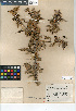  (Berberis higginsiae - CCDB-24935-G09)  @11 [ ] CreativeCommons - Attribution Non-Commercial Share-Alike (2015) SDNHM San Diego Natural History Museum