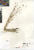  ( - CCDB-23397-A10)  @11 [ ] CreativeCommons - Attribution Non-Commercial Share-Alike (2015) SDNHM San Diego Natural History Museum