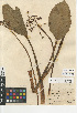  (Sagittaria lancifolia - CCDB-23397-B01)  @11 [ ] CreativeCommons - Attribution Non-Commercial Share-Alike (2015) SDNHM San Diego Natural History Museum