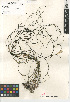  ( - CCDB-23397-C03)  @11 [ ] CreativeCommons - Attribution Non-Commercial Share-Alike (2015) SDNHM San Diego Natural History Museum