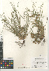  ( - CCDB-23397-C09)  @11 [ ] CreativeCommons - Attribution Non-Commercial Share-Alike (2015) SDNHM San Diego Natural History Museum