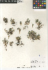  ( - CCDB-23397-D01)  @11 [ ] CreativeCommons - Attribution Non-Commercial Share-Alike (2015) SDNHM San Diego Natural History Museum