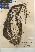  ( - CCDB-23397-D03)  @11 [ ] CreativeCommons - Attribution Non-Commercial Share-Alike (2015) SDNHM San Diego Natural History Museum
